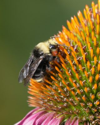 Closeup of a bumblebee on a pink and orange coneflower