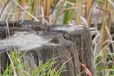 A Song Sparrow sitting on the edge of a large tree stump