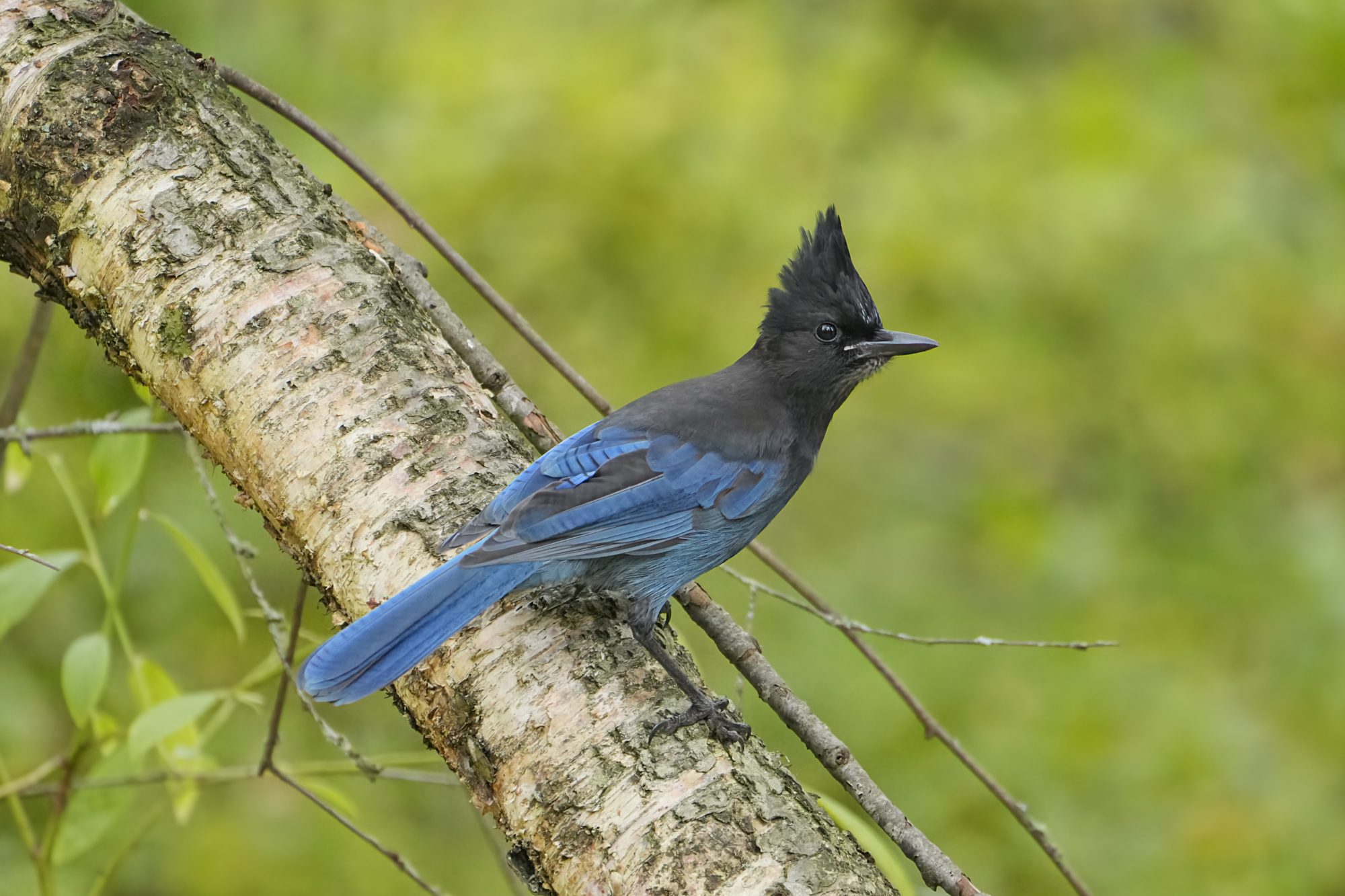 A Steller's Jay sitting on a branch