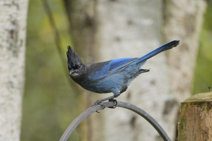 A Steller's Jay sitting on a metal support, looking in my direction