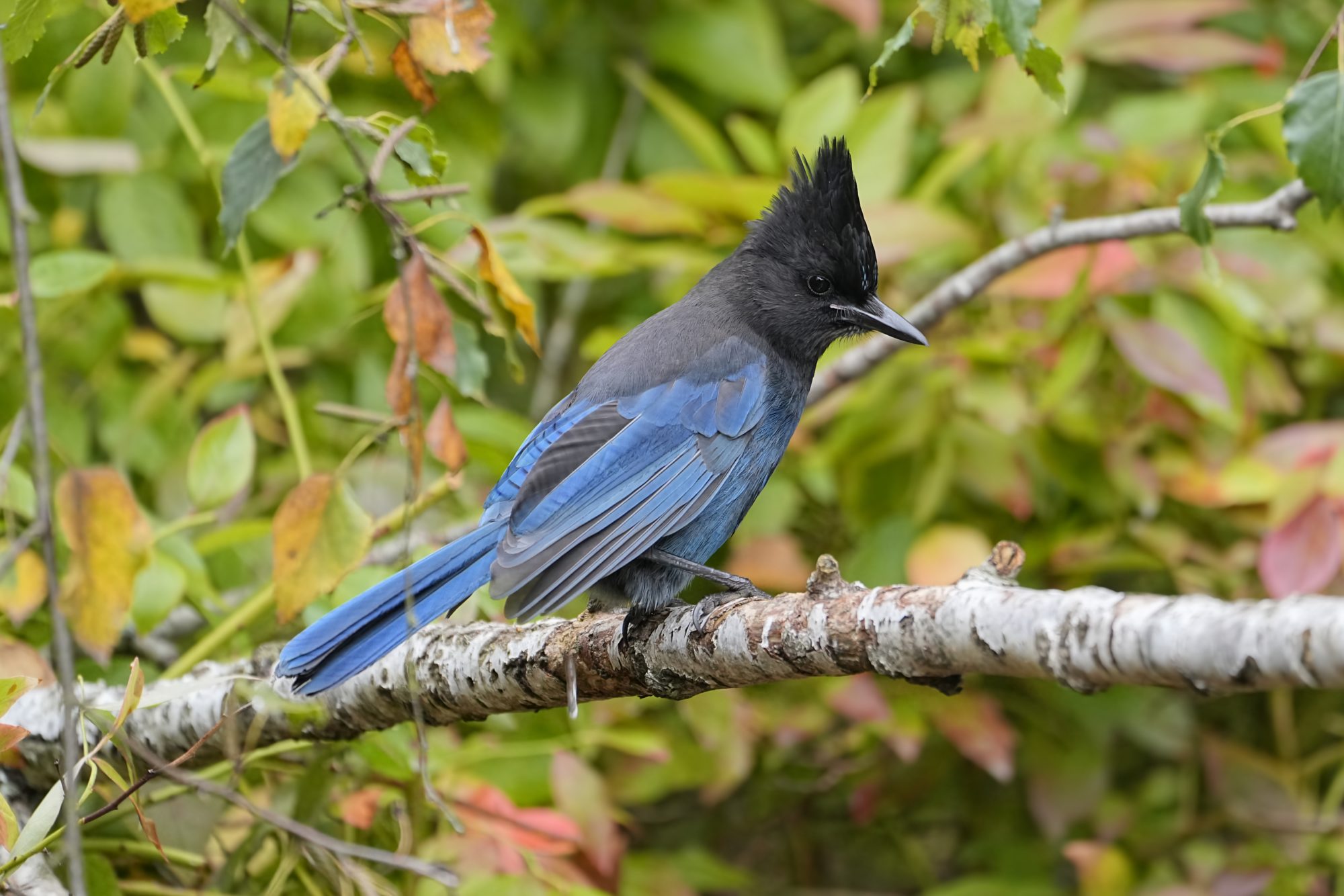 A Steller's Jay sitting on a branch, looking down
