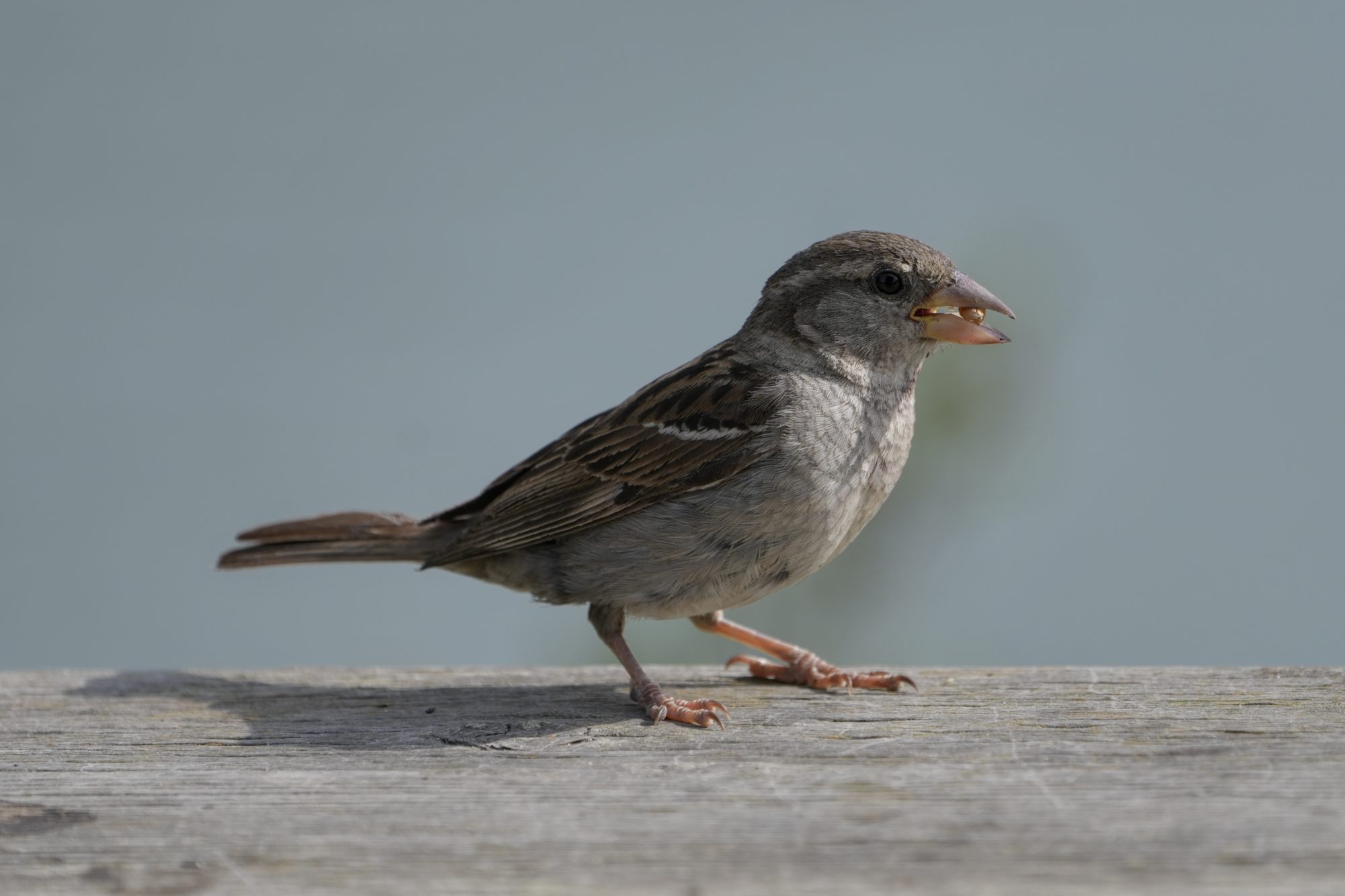 A female House Sparrow on a wooden fence, holding a small seed in its beak