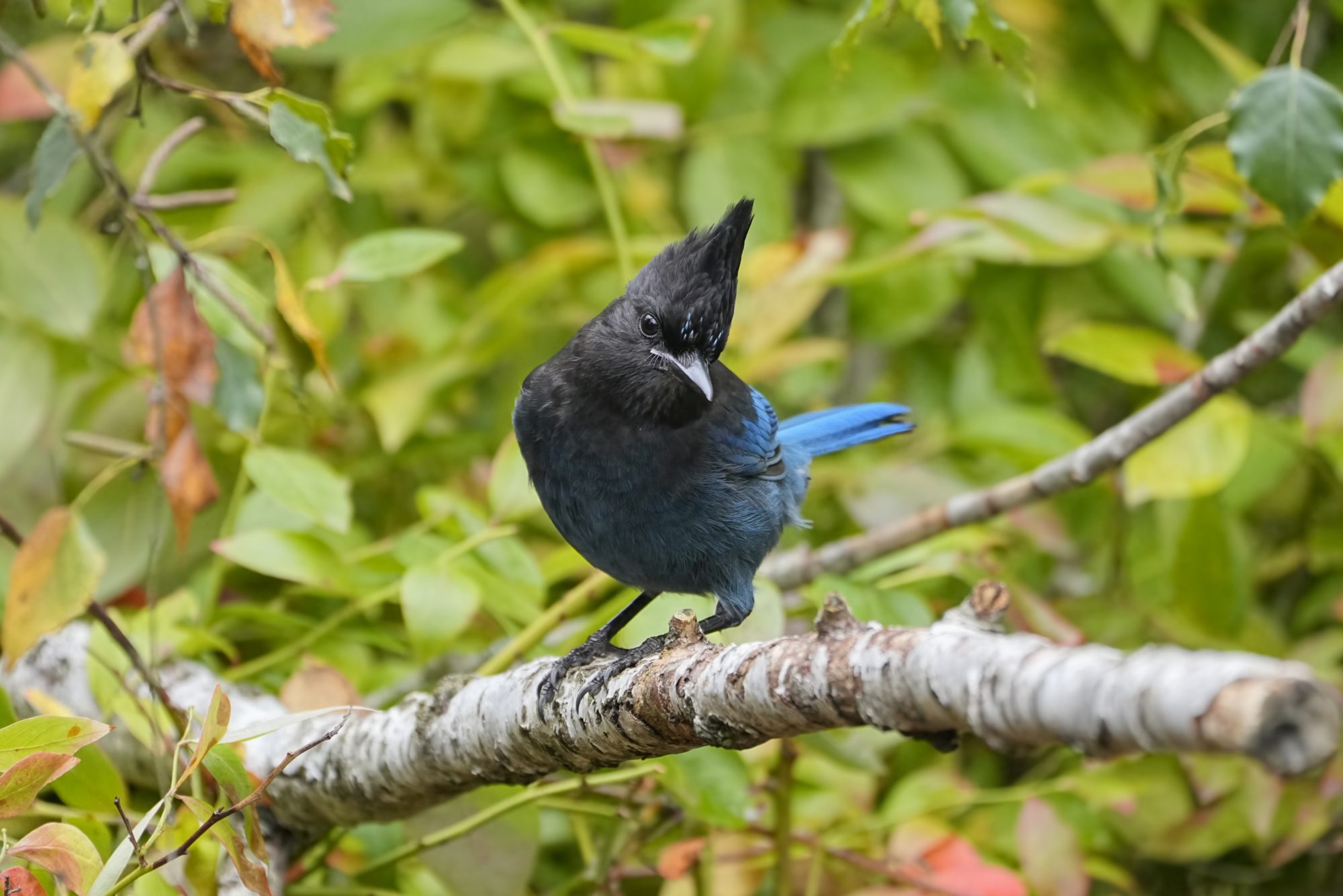 A Steller's Jay sitting on a branch, looking down
