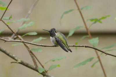 A male Anna's Hummingbird sitting on a branch