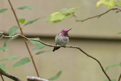 A male Anna's Hummingbird on a branch, singing. Its gorget is mostly pink