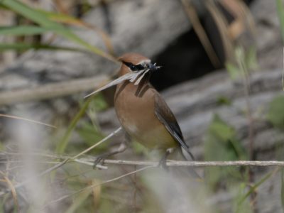 A Cedar Waxwing is carrying several strands of dried grass or reed in its beak