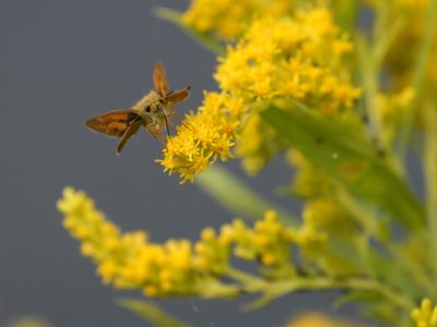 A woodland skipper butterfly is on a clump of goldenrod and probing it with its freaky proboscis