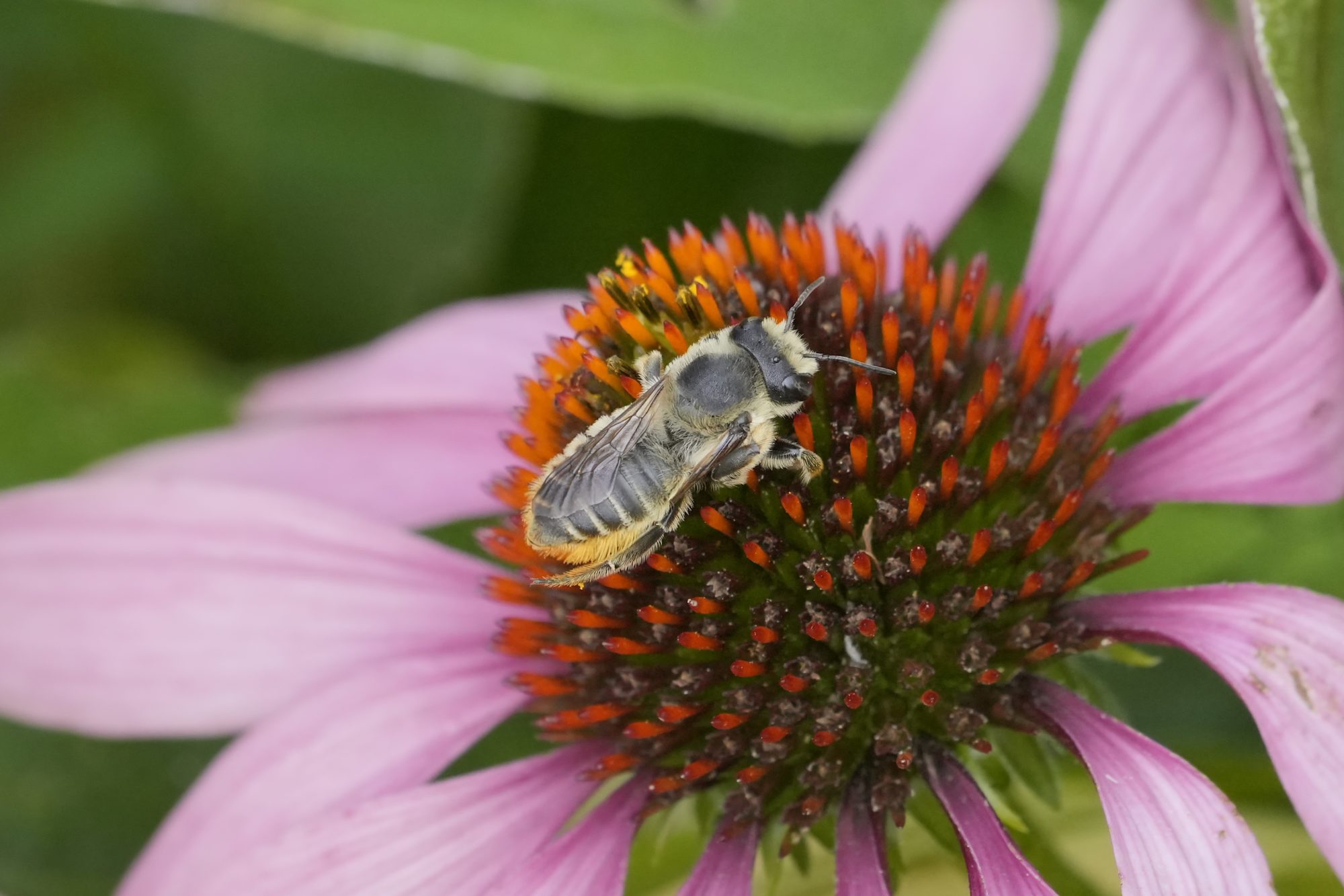 A leaf cutter be on a pink and orange flower