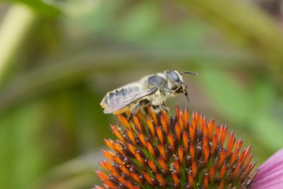 A leafcutter bee on a coneflower, cleaning her big chunky mandibles