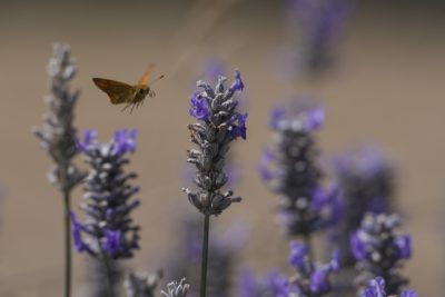 A Woodland Skipper butterfly is flying over some stalks of lavender. Its long proboscis is visible and curled up