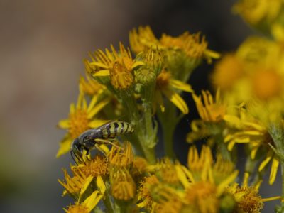 A Sand Wasp on a bunch of dark yellow flowers