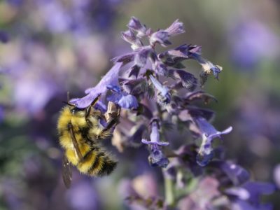 A bumblebee is hanging on to a cluster of lavender flowers