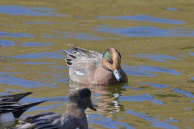 A wigeon with mixed American / Eurasian colours is swimming with American Wigeons