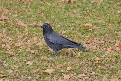 A crow is standing in grass that's covered in dead brown leaves