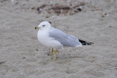 A Ring-billed Gull is standing on the sand