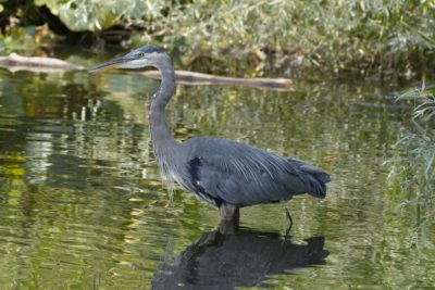 A Great Blue Heron standing in shallow water. Trees and reeds in the background