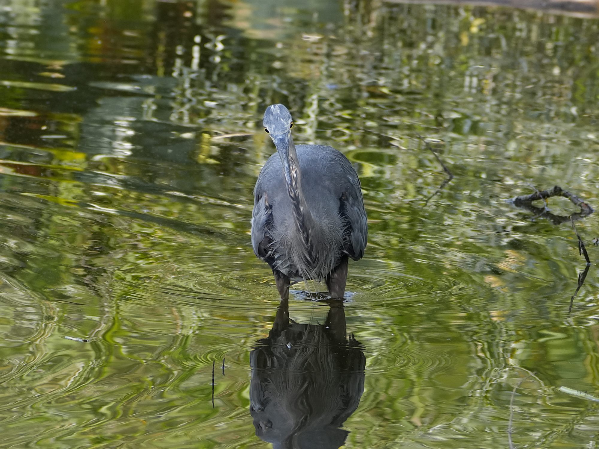 A Great Blue Heron is standing in shallow water, facing me head on
