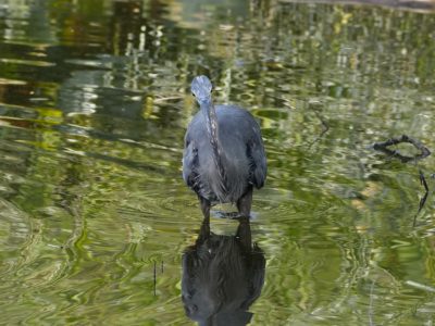 A Great Blue Heron is standing in shallow water, facing me head on