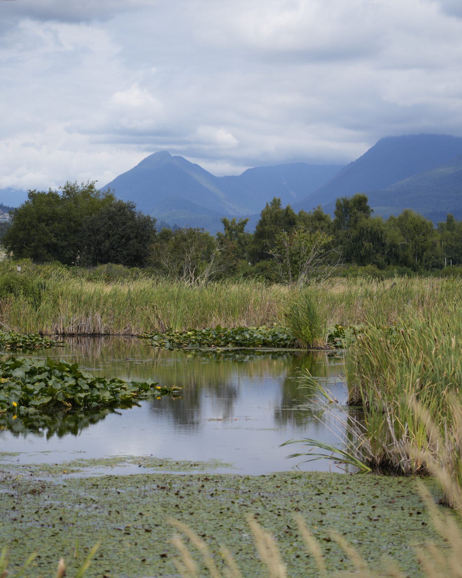 A small pond with trees and forests in the background, and yellowish reeds in the foreground