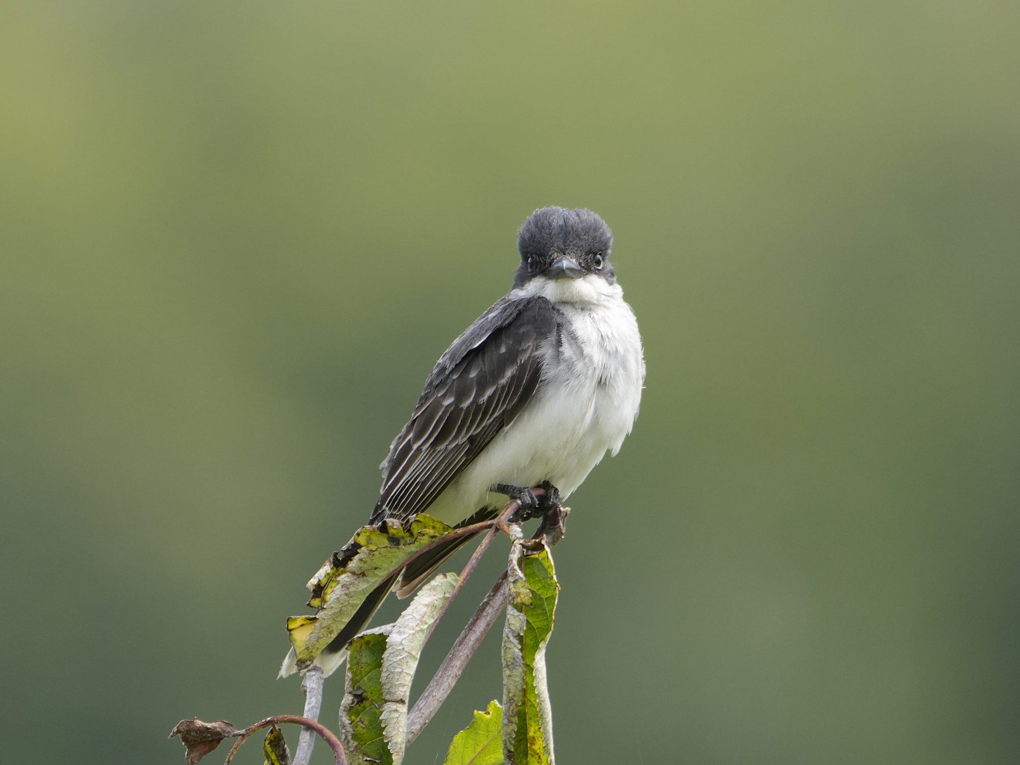 An Eastern Kingbird on a little branch, looking right at me