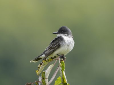 An Eastern Kingbird on a little branch, looking camera left