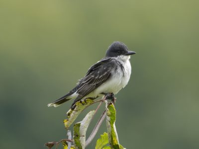 An Eastern Kingbird on a little branch, looking camera right