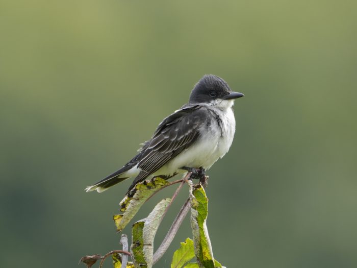 An Eastern Kingbird on a little branch, looking camera right