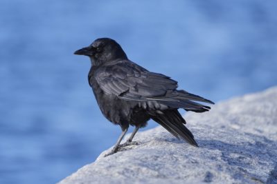 A crow on the downtown seawall, staring out at the water, lightly ruffled by the wind