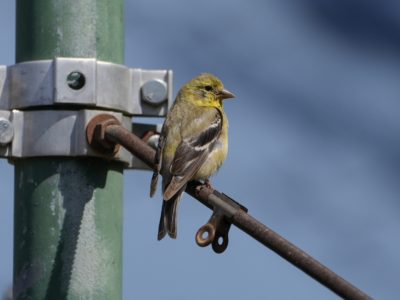 A goldfinch on a support wire