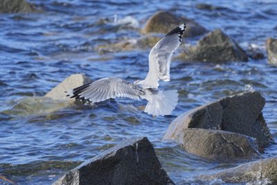 A Short-billed Gull, facing away from us, landing on some rocks just off the seawall. It is facing away from us and its wings and tail are spread wide