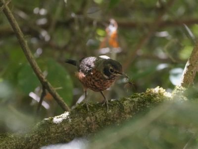 An immature American Robin on a branch, in the green shade, holding some many-legged thing in its beak