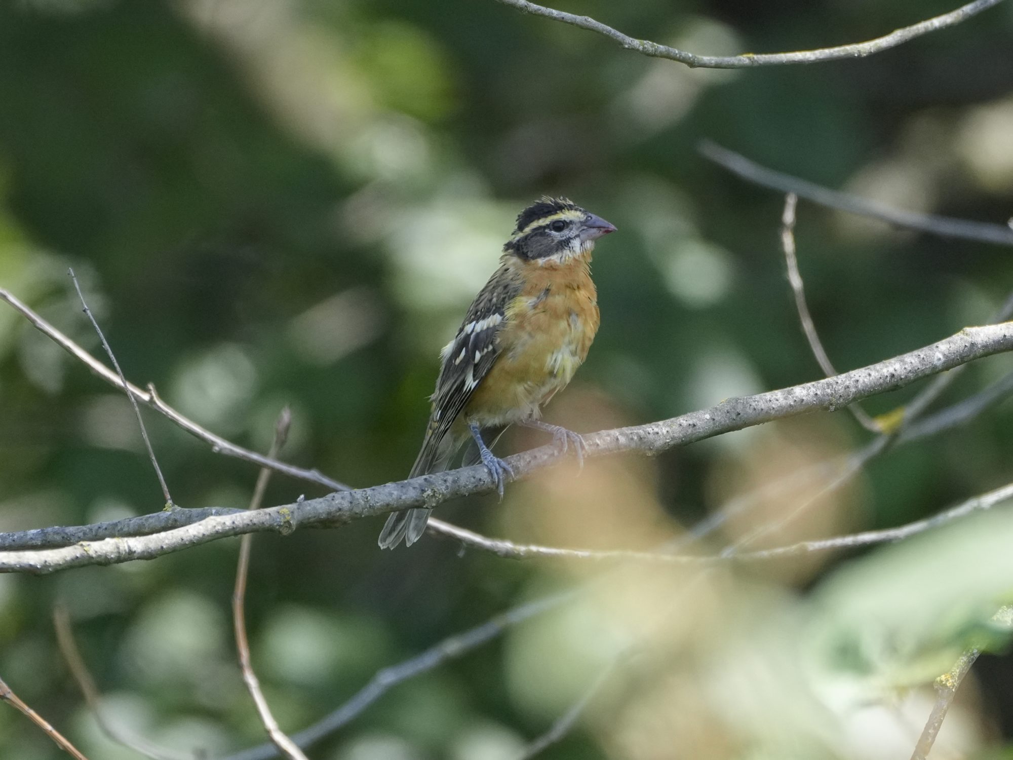 A female or immature Black-headed Grosbeak, sitting on a branch