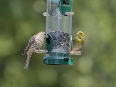 A House Finch and a Goldfinch sitting by a feeder