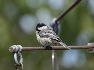 A scruffy Black-called Chickadee is sitting on a support wire