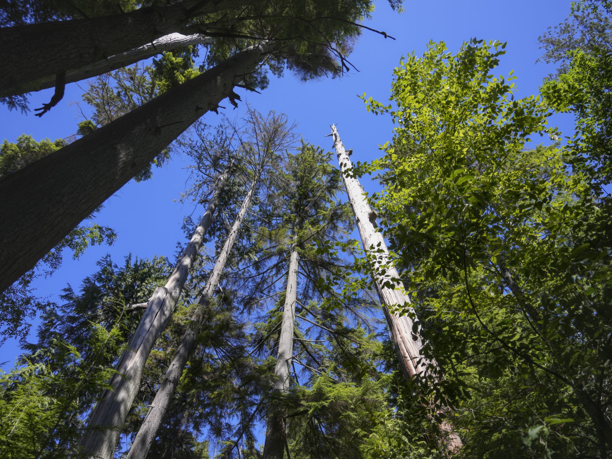 Looking up at the trees towering above me