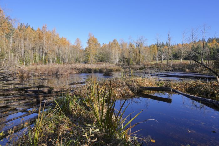 A small pond surrounded by trees, with a few dead trees and bushes in it. The sky is solid blue