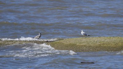 Two Ring-billed Gulls on a small sandbar