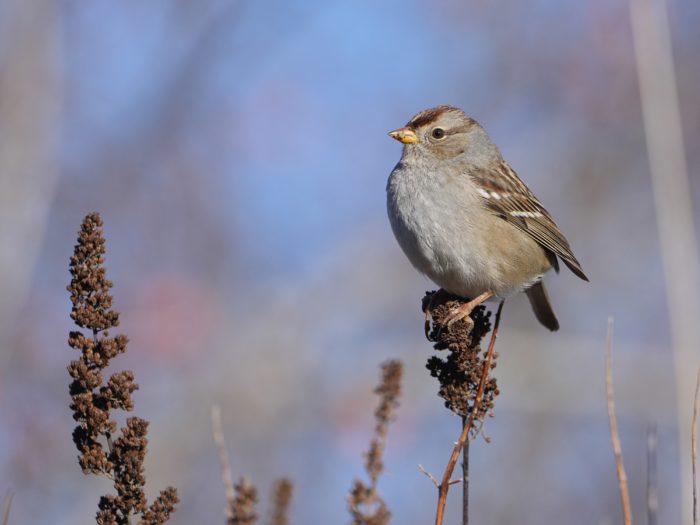 An immature White-crowned Sparrow sitting on a reed