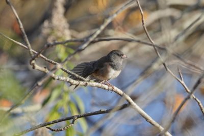 A Dark-eyed Junco is sitting on a slim branch, stretching its tail out