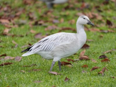 An immature Snow Goose on the grass, surrounded by some dead leaves