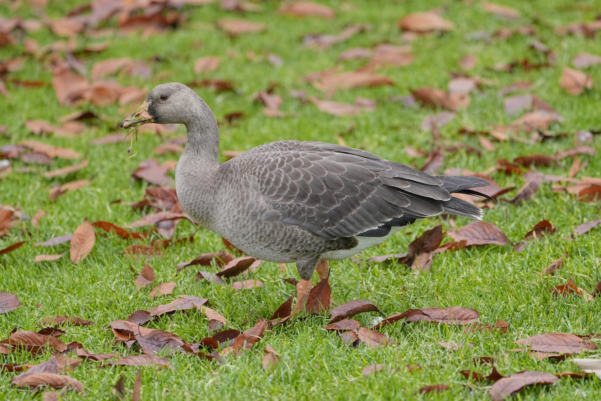 An immature White-fronted Goose on the grass, surrounded by some dead leaves. It has some messy bits of grass on its bill