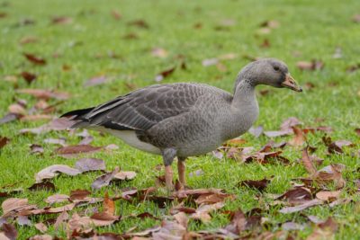 An immature White-fronted Goose on the grass, surrounded by some dead leaves. It has some messy bits of grass on its bill