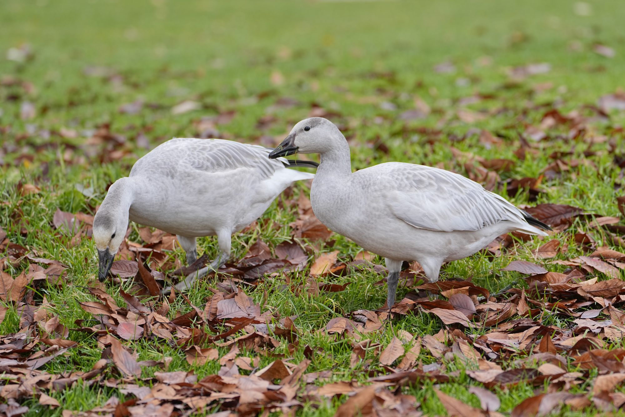Two immature Snow Geese foraging the grass, surrounded by some dead leaves