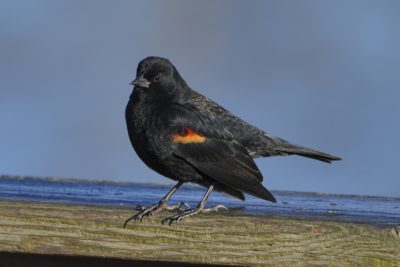 A male Red-winged Blackbird is standing on a wooden fence, wings a bit droopy