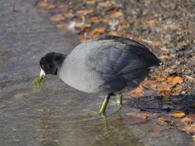 An American Coot is standing in water up to its ankles, holding a bit of green (maybe a bit of pine?) in its bill. Orange dead leaves line the water's edge