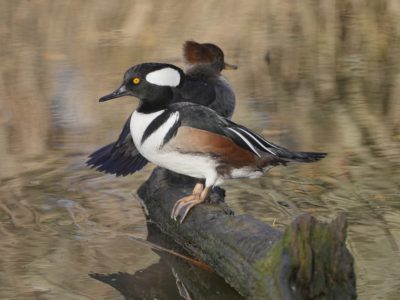 A male Hooded Merganser is standing on a log surrounded by water. Behind him on the log, in the background, is a female Hooded Merganser