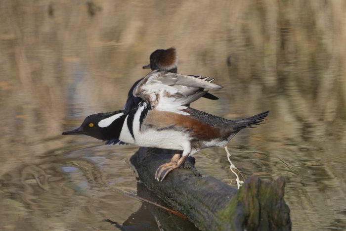 A male Hooded Merganser is standing on a log surrounded by water. It is ducking its head, spreading its wings, and dropping a big poop in the water