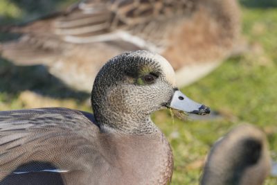 Closeup of a male American Wigeon. It is surrounded by a few other wigeons, and there are bits of grass stuck to its bill