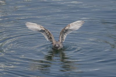 An immature Glaucous-winged Gull on the water, laying down and flapping its wings