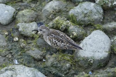 A Least Sandpiper wandering the intertidal zone, with little rocks as big as it is, in the shade